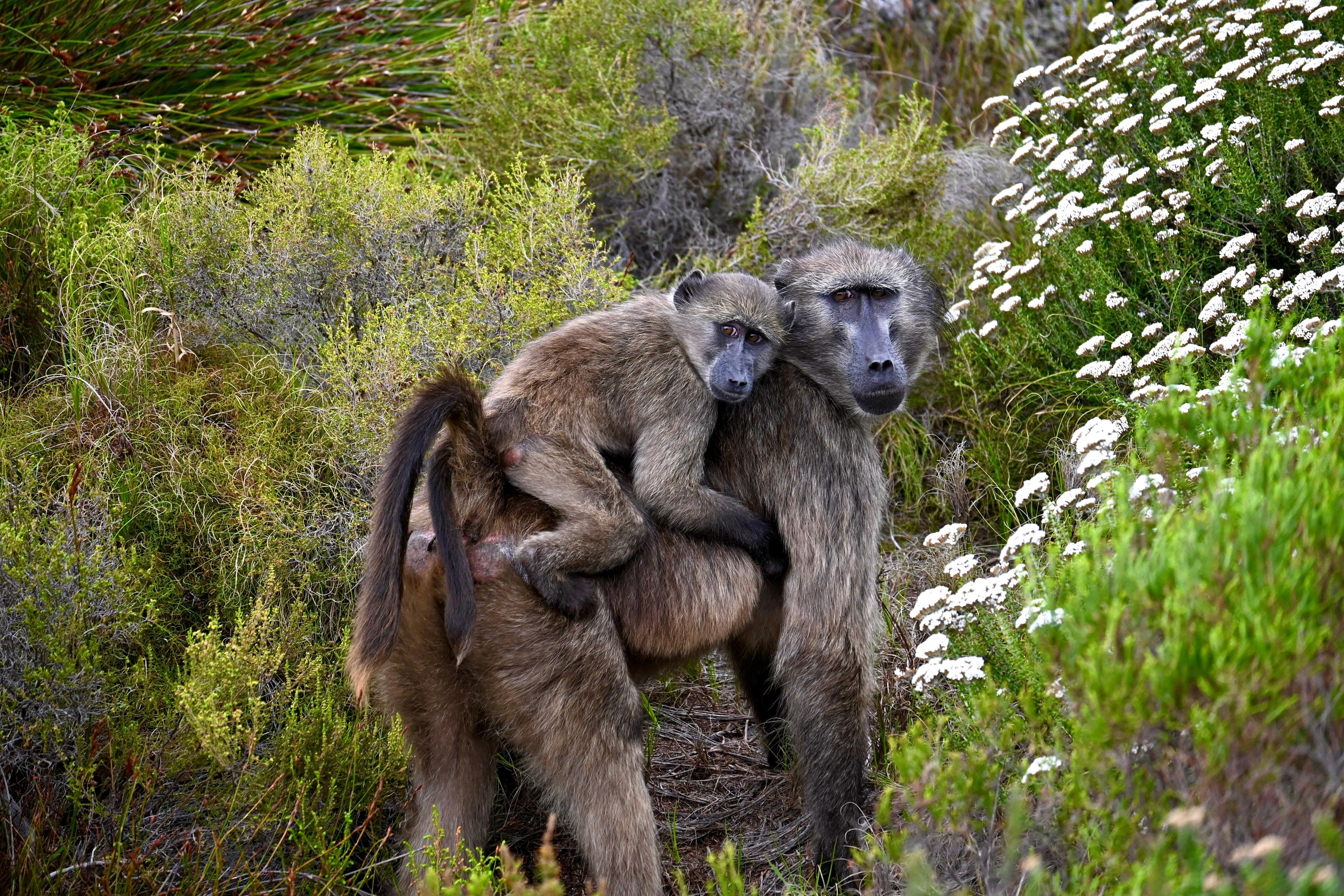 Monkey with baby on its back.